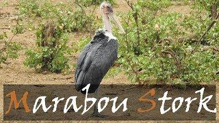 Marabou Stork (Leptoptilos crumenifer) Bird Call & Video, Punda Maria Rest Camp Waterhole - Kruger