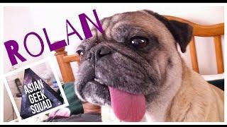 Rolan The Pug - Our Asian Geek Squad Mascot.