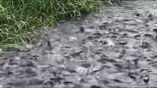 Millions of Fishes  with a little river #fishing #amazing #1million