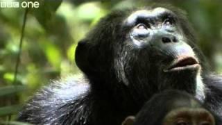 Funny Talking Animals - Walk On The Wild Side - Series 2, Episode 2 Preview - BBC