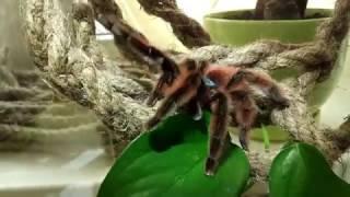 Террариум для avicularia versicolor. Ни грунта, ни коряг.