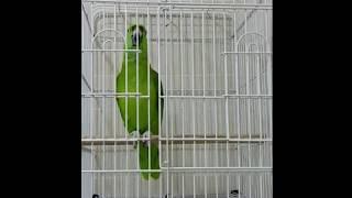 Parrot Reciting Quran, Beautiful Collection