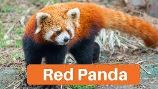 Environment & Ecology - Red Panda