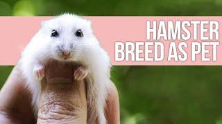 5 Best Hamster Breed as Pet