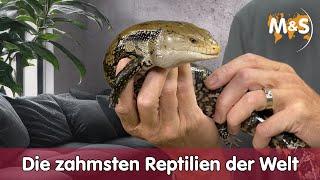 The Tamest Reptiles in the World