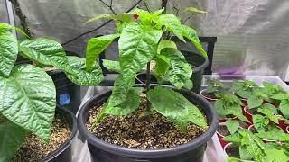 Growing Carolina Reaper Peppers (and other chilis) in a Grow Tent - Update May 20 2023