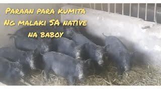 Paraan para kumita Ng Malaki SA native baboy...
