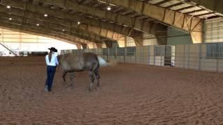 Texas A&M AgriLife Extension - Horses - Stock Horse Showmanship