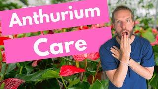 Anthurium Care 101 - Cultivating the Perfect Plant