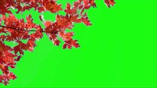 Red Maple Tree green screen