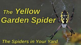 The Yellow Garden Spider - The Spiders in Your Yard