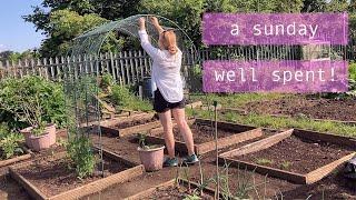 The Tomatoes Are In! | Allotment Vlog   Ep.19 