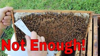How Much FEED Do Your NEW Bees Need???