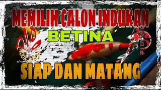 Memilih Calon Indukan Koi Yang MATANG