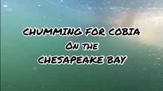 Opening Day 2021 Virginia Cobia Season - Chumming The Chesapeake Bay