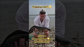 Трофейный Змееголов! Подпишись и перешли знакомым! #fishing #змееголов #рыбалка #snakeheadfish #fun