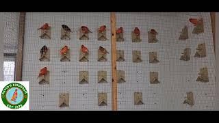 A quick look around my birdroom before the breeding season starts