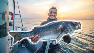 Pêche de Gros Bars en Chasse Sous-Marine ! (Pêcher/Cuisiner/Manger)