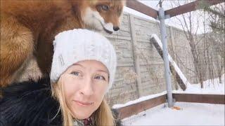 [English Subtitles] Foxes missed me