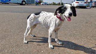 Poor Dog Turns into Skeleton After Her Family Kicked her Out