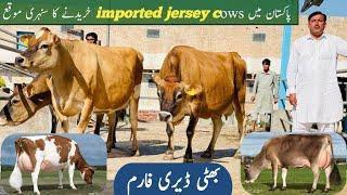 imported Cows For sale at Bhatti Dairy Farm | Jersey cows | HF American Cows