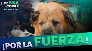 ¡Por la fuerza! Desalojan a hombre que viajaba con un perro en el Metro CDMX | DPC con Nacho Lozano