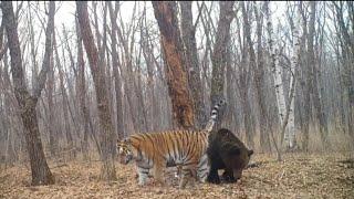 Siberian tiger vs brown bear Size