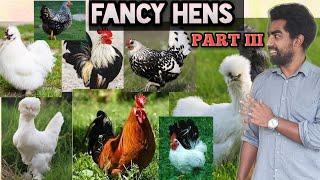 Fancy Hens For Sale | Tamil | American Silky | Cage Setup and Breeding | Imported Fancy Hens Farm