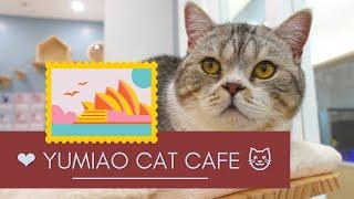 Yumiao Cat Cafe | Chali's Sydney Vlog