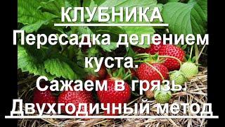 86. Клубника - двухгодичное выращивание, часть 2 - пересадка! Грядка, деление куста, посадка.