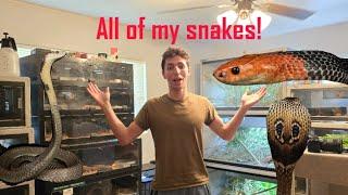 Venomous Snake Room Tour!