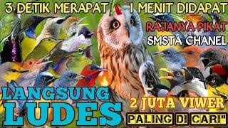 Suara Pikat Semua Burung Kecil Mp3 Paling Ampuh Terbukti Paling Ampuh @Smstachanel