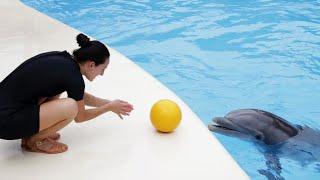 Dolphins Playtime