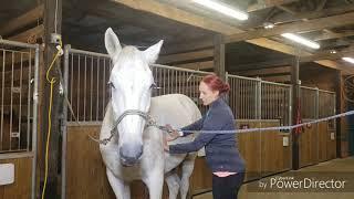 Equine Healing Therapy