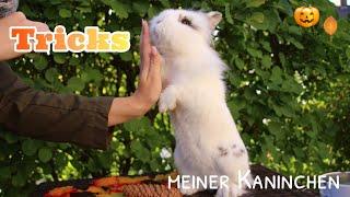 Kaninchen Tricks||Bunnys Diary