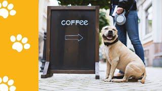 This video highlights 10 dog friendly cafes in Dubai