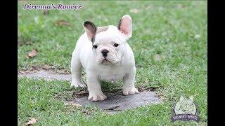 Direnna's Roover - Macho disponível - Bulldog Frances - Canil Direnna