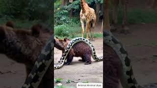 baby attacked by giant python on the road #animals #giantpython #wildlife #pythonsnake #animalworld