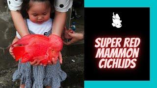 Beautiful Super Red Mammon Fish | Best Flowerhorn Cichlid for Daughter