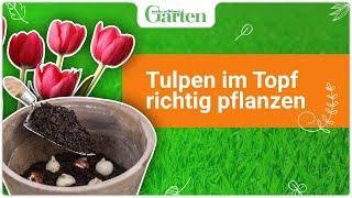 Gartentipp: Tulpen richtig im Topf pflanzen