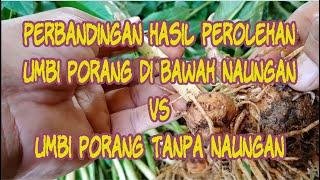 HASIL UMBI PORANG DIBAWAH NAUNGAN VS PORANG TANPA NAUNGAN