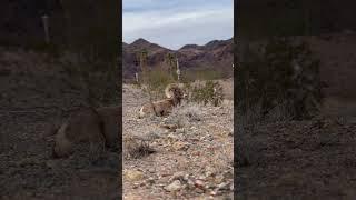 Hemenway Park , Boulder City NV 