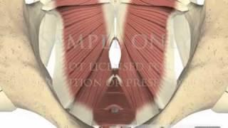 Lumbar Spine Pelvis Muscles Pelvic Floor physical therapy 3D animations