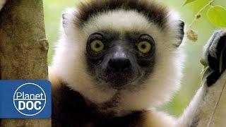 Madagascar. The World of the Lemurs (Documentary Part 1)