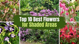 Top 10 Best Flowers for Shaded Areas  // PlantDo Home & Garden
