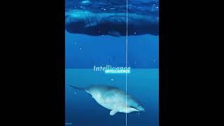 Sperm whale vs perucetus colossus (max size)