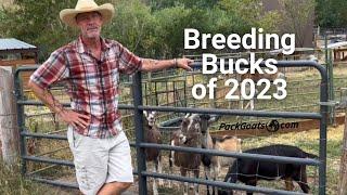 Meet The Breeding Bucks of 2023