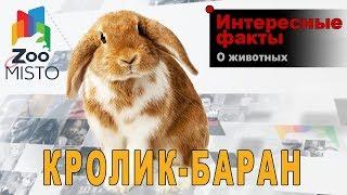 Кролик-баран - Интересные факты о породе | Кролик породы баран