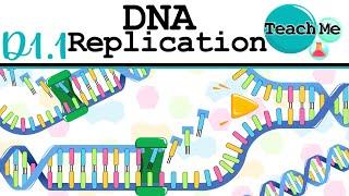 (D1.1) - DNA Replication - IB Biology (SL/HL)