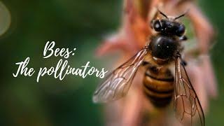 The Pollinators | Bees in the garden